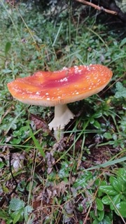 foto di Funghi